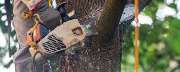 Reliable Alamo, TN Tree Care Solutions