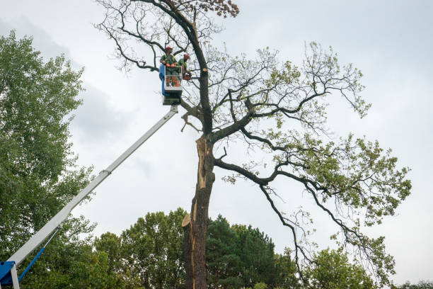 How Our Tree Care Process Works  in  Alamo, TN